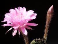 Thumbnail of 1631_Echinopsis Hybride Attila_20130619_01(1).JPG